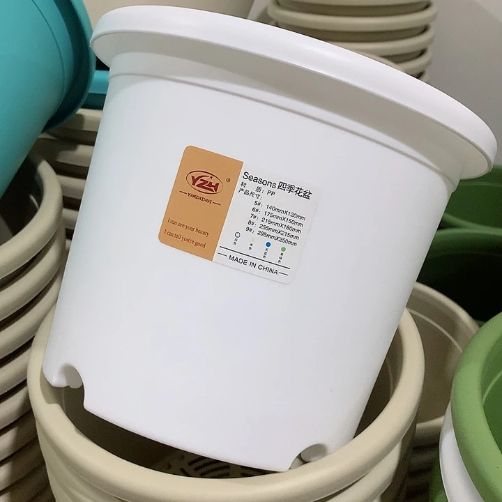 四季口21白5个带托