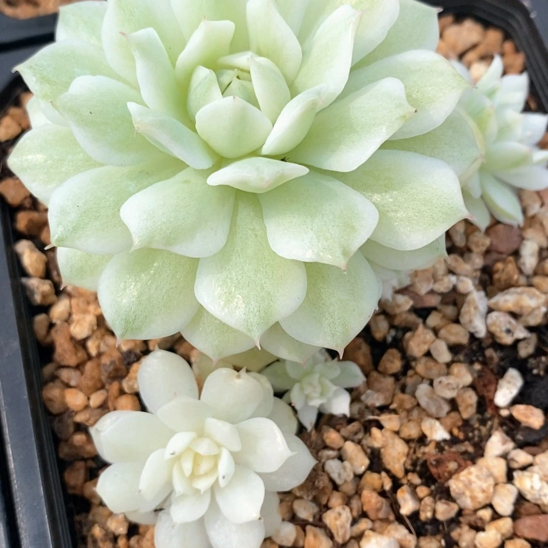 静夜锦群多肉锦景天