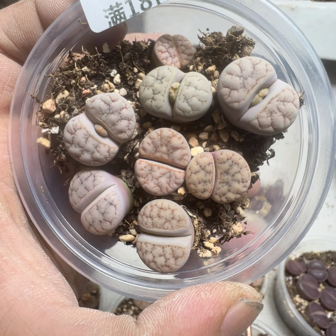 【闪购商品】 1103。