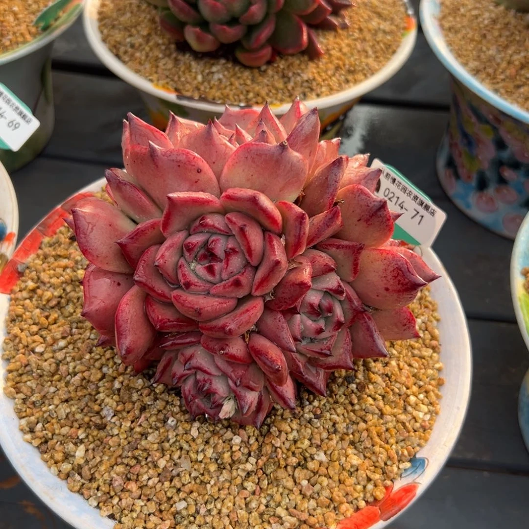 多肉一物一拍0214-71