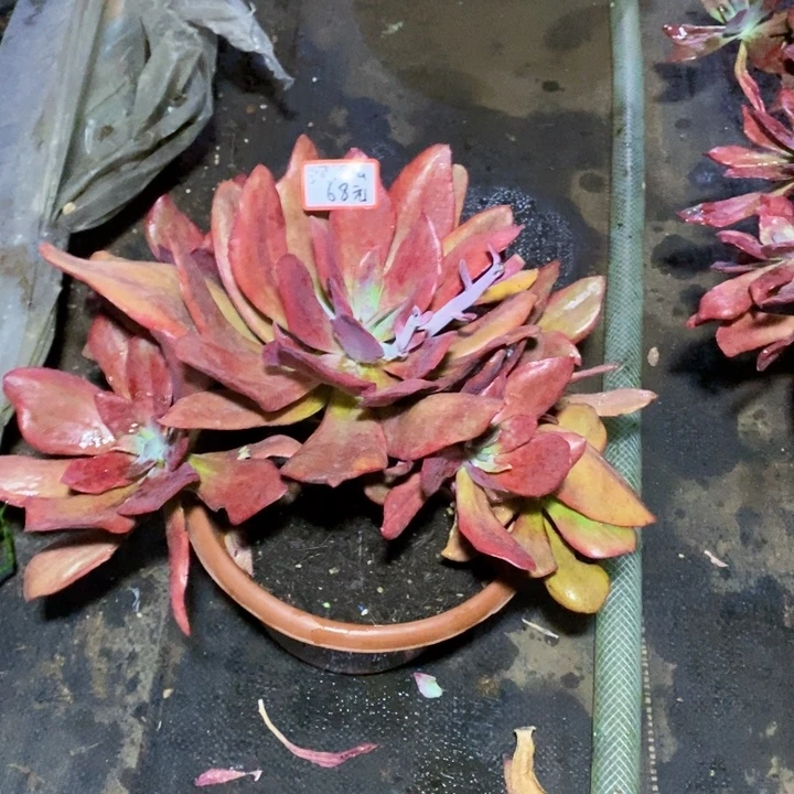洞***幺一物一拍一物一拍
