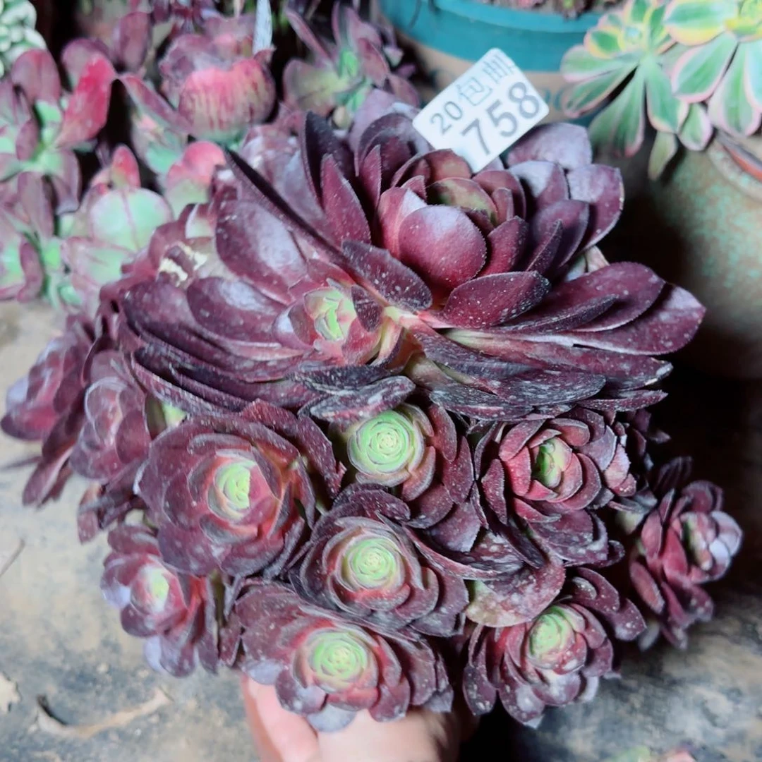 脸谱多肉758满20包邮断枝不包