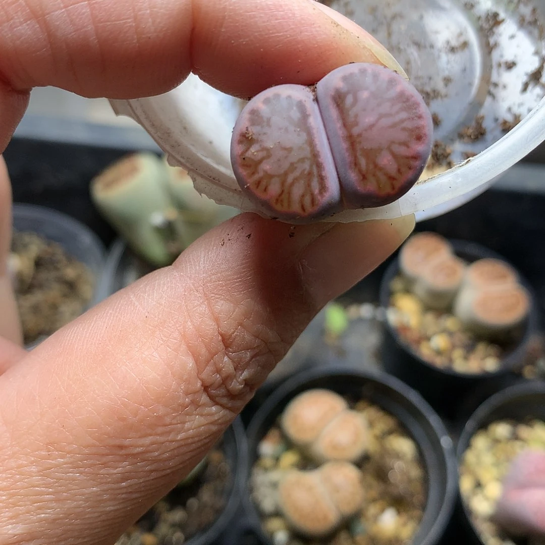 D224多肉植物保护