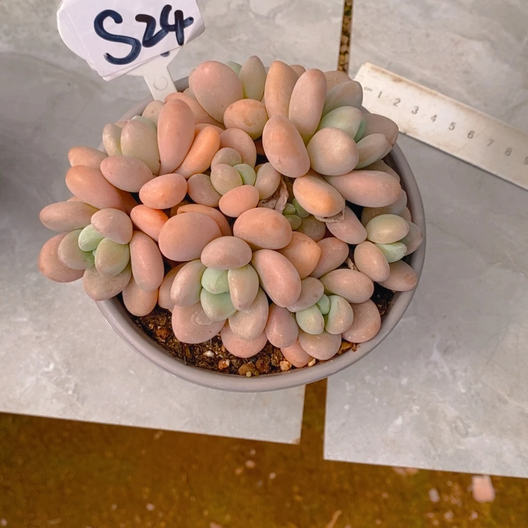 顺****缘香水洛神群多肉植物