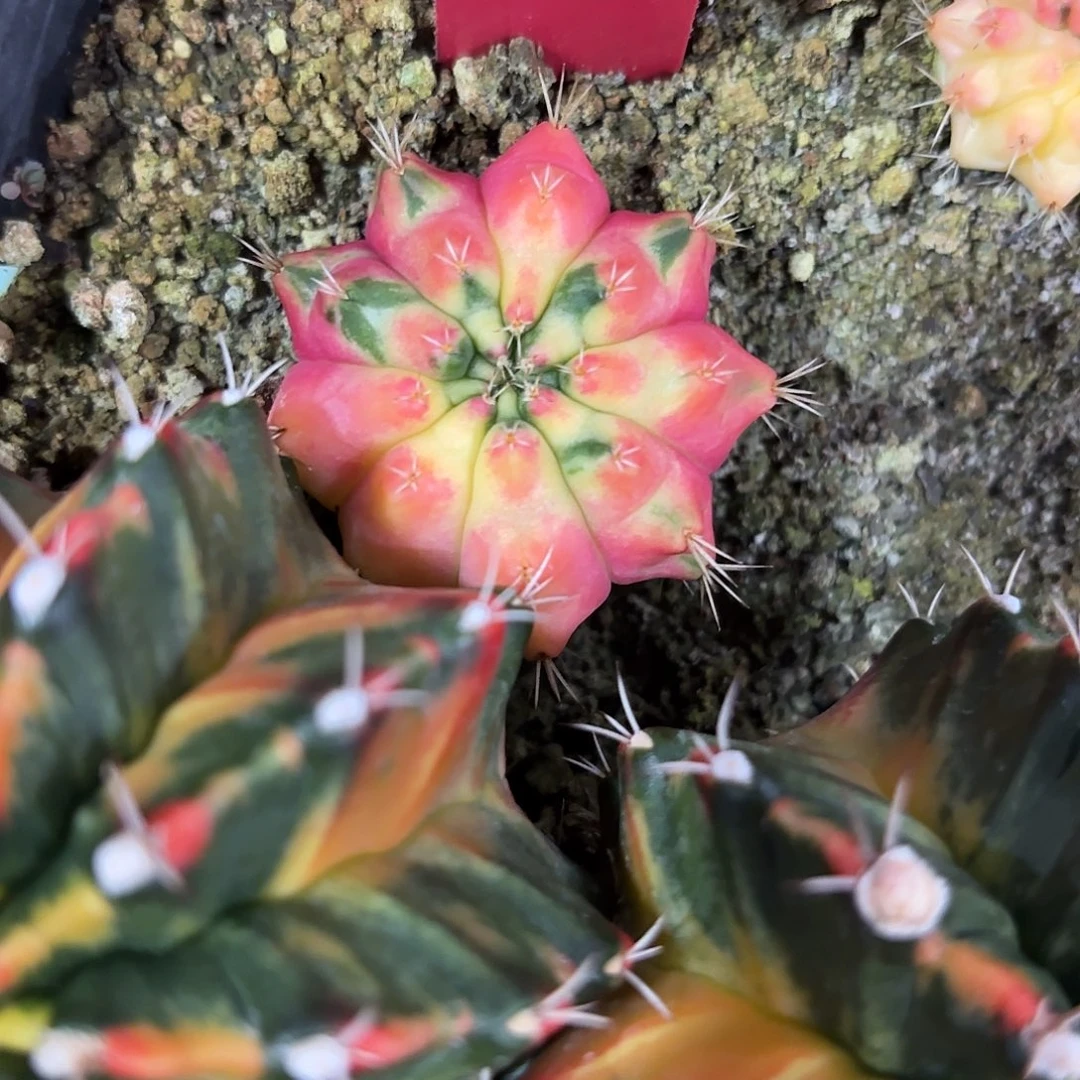 241-1015泰国发货多肉