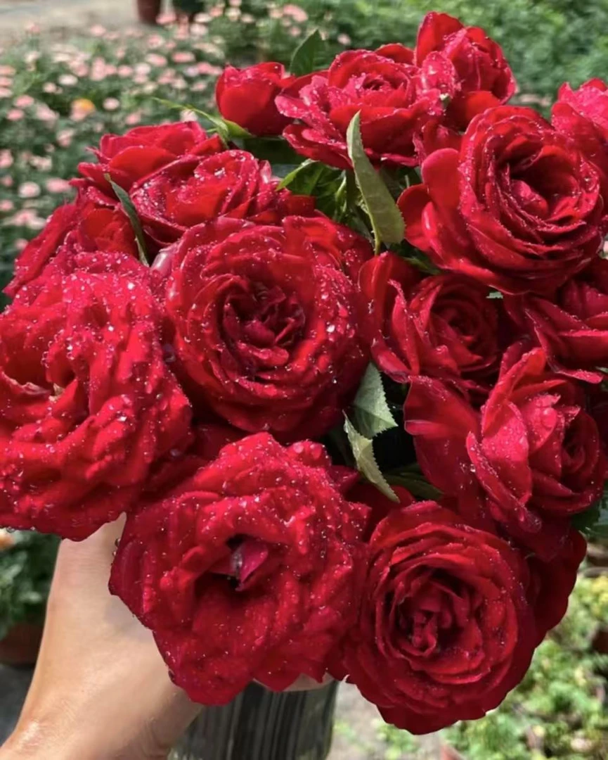 【中国红】红色月季花苗四季花卉阳台庭院盆栽绿植室内地栽花