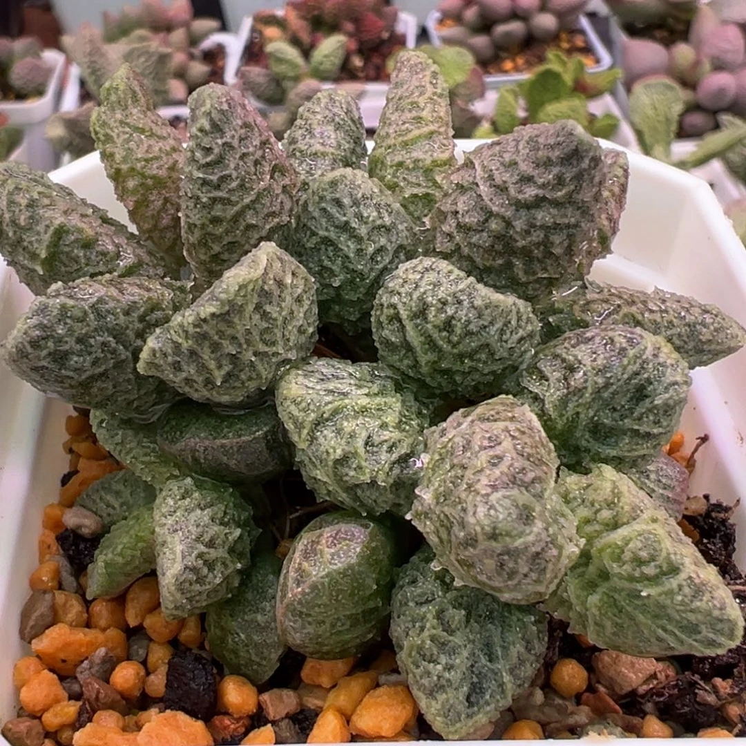 大鱼海棠带倒刺多肉植物多头纯木质桩