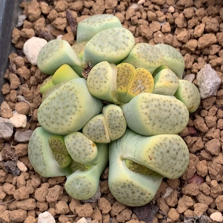 精品多肉植物生石花变异