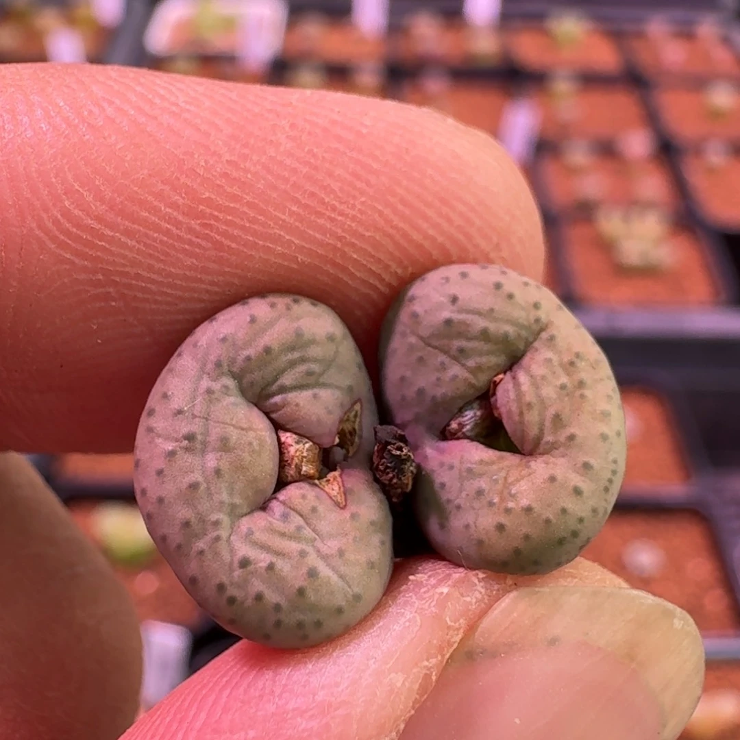 师**了云缦精品番杏23.12