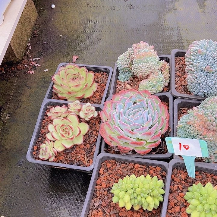 10一筐多肉植物脱土