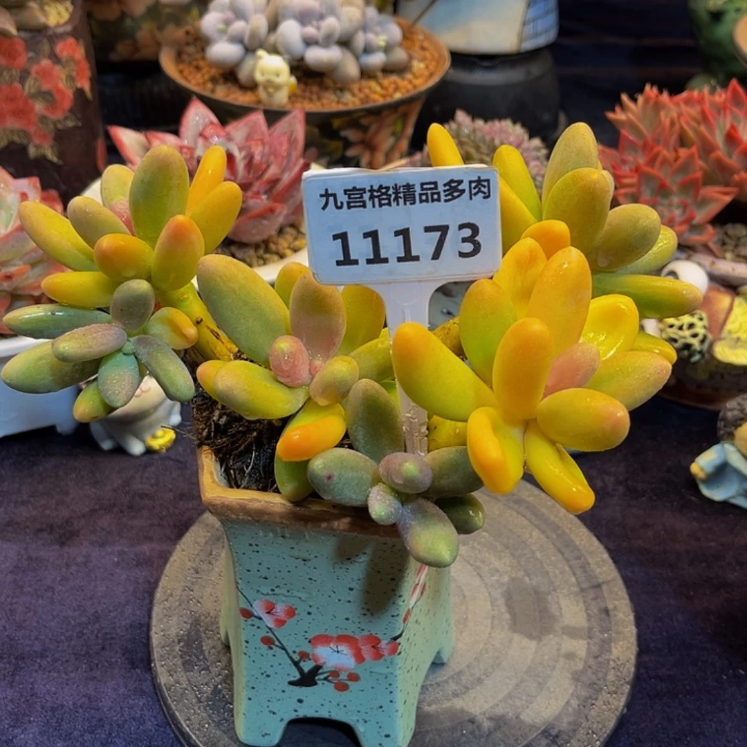 一物一拍11173糖果美人