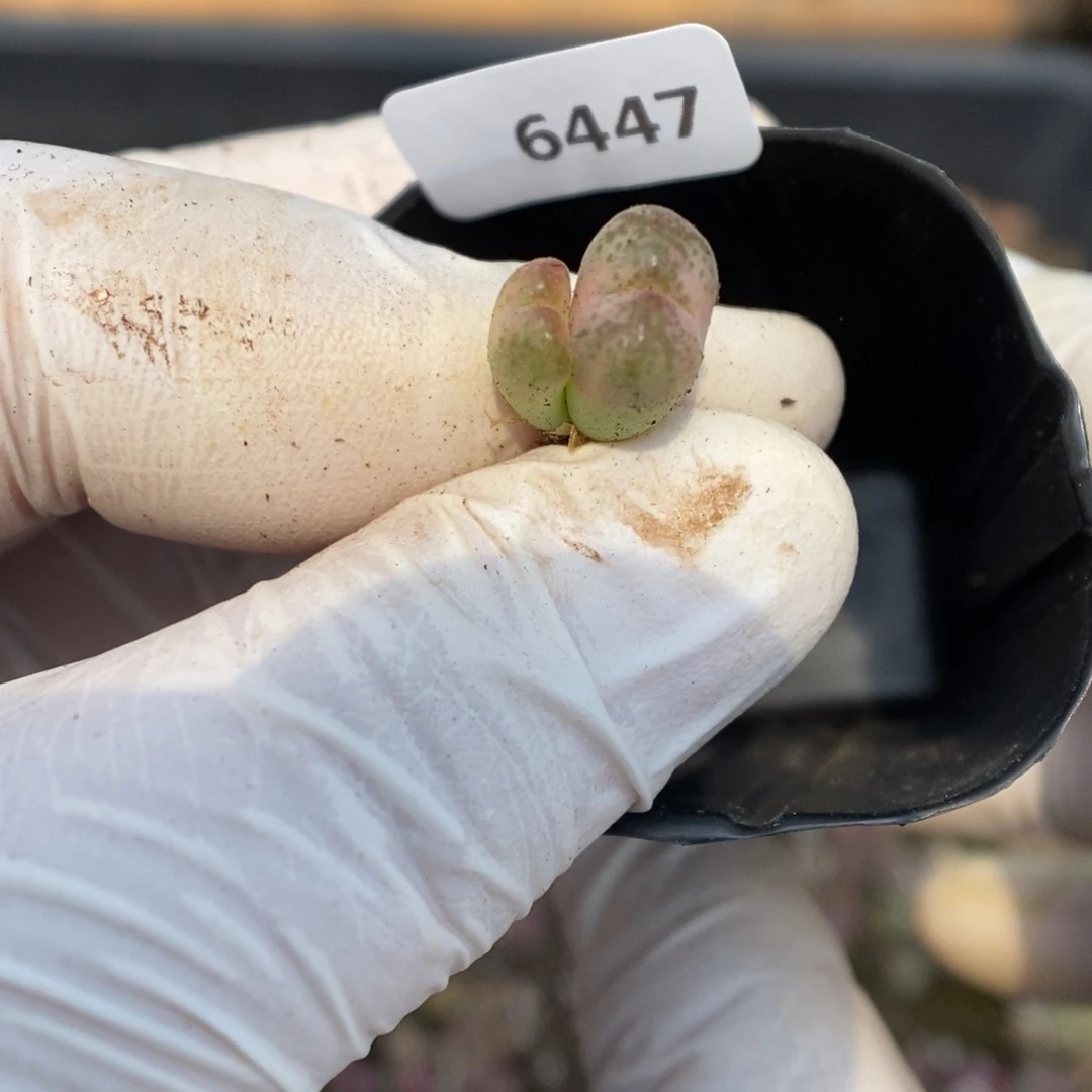 多肉植物肉锥杂交K-6447（0.8）