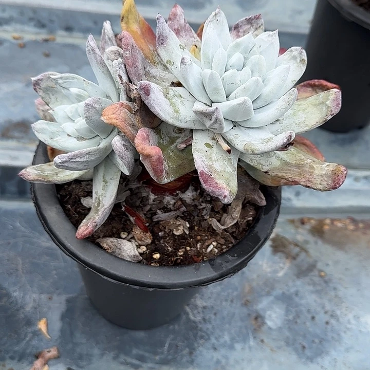 爱***女拇指仙女杯多肉植物