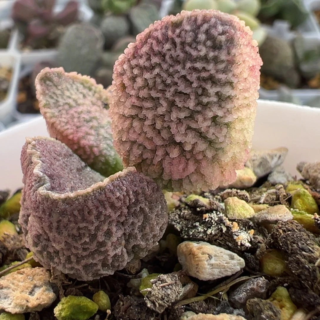 实生新品多肉植物水泡多肉植物