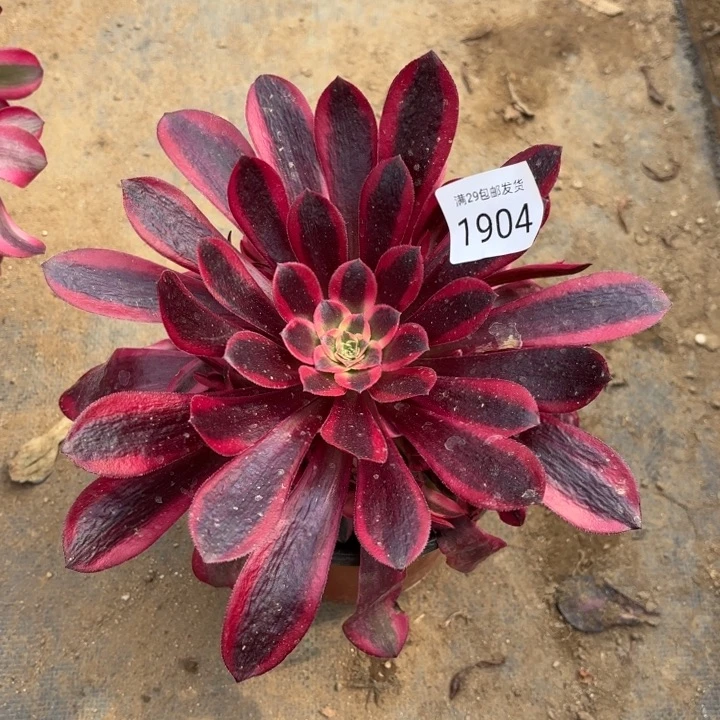 美杜莎多肉法师1904