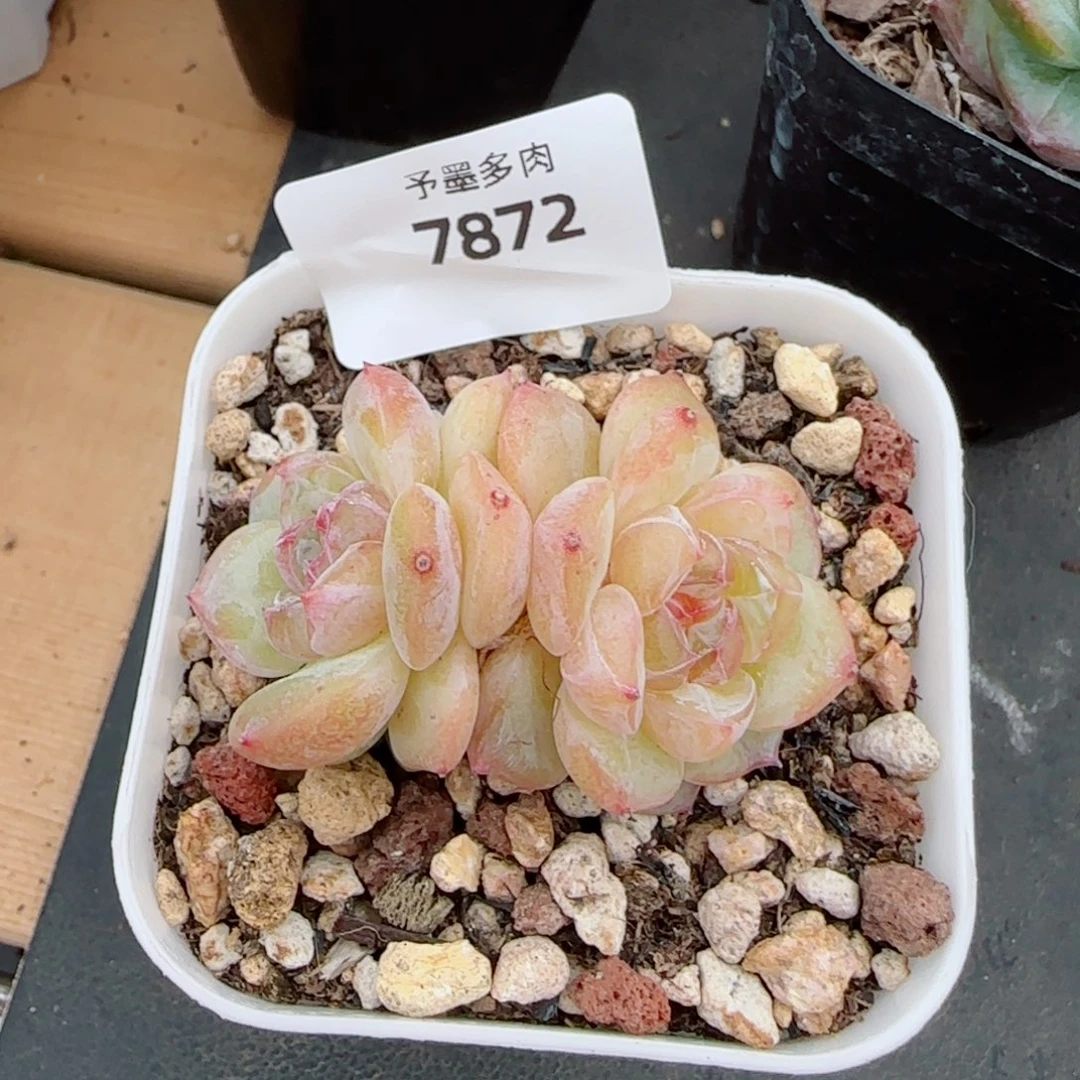 烛光珍妮，7872多肉植物