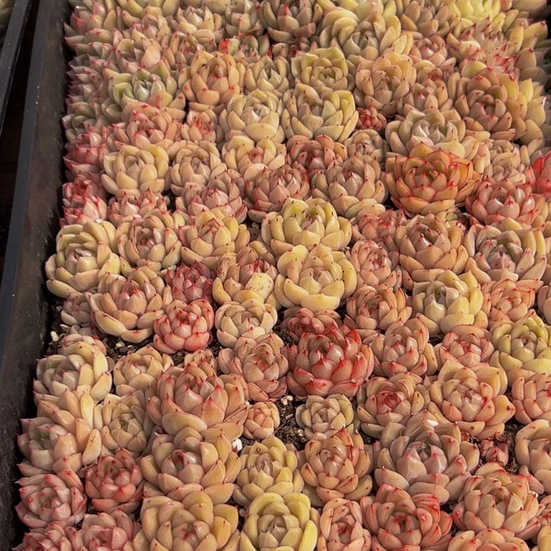 953大热天的一天从早上开始到晚上都