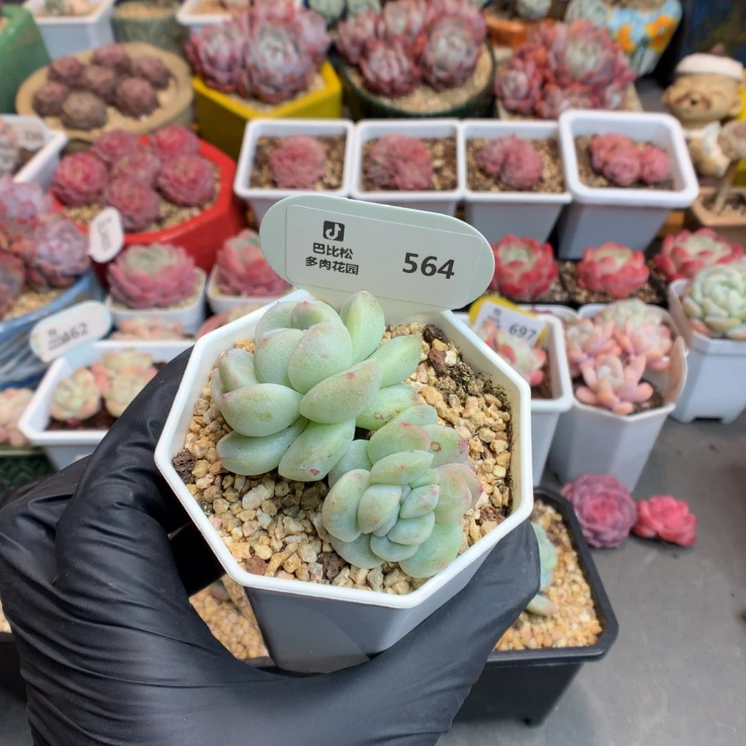依****豆564 冰玉石化多肉