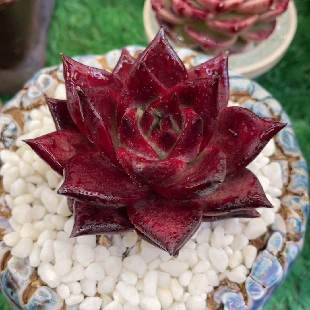 多肉植物盆栽多肉植物