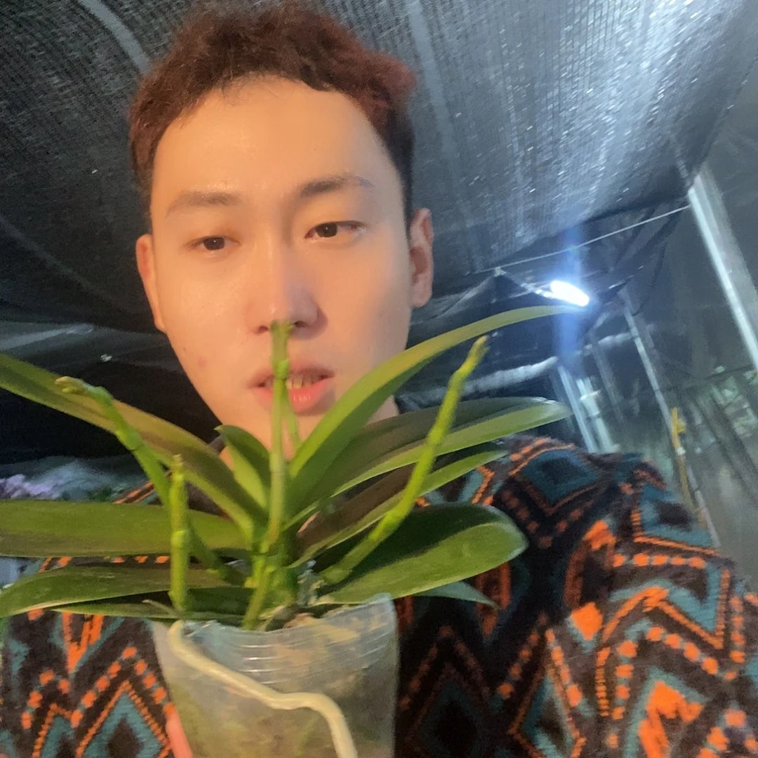 无花朵白天鹅最少4花剑