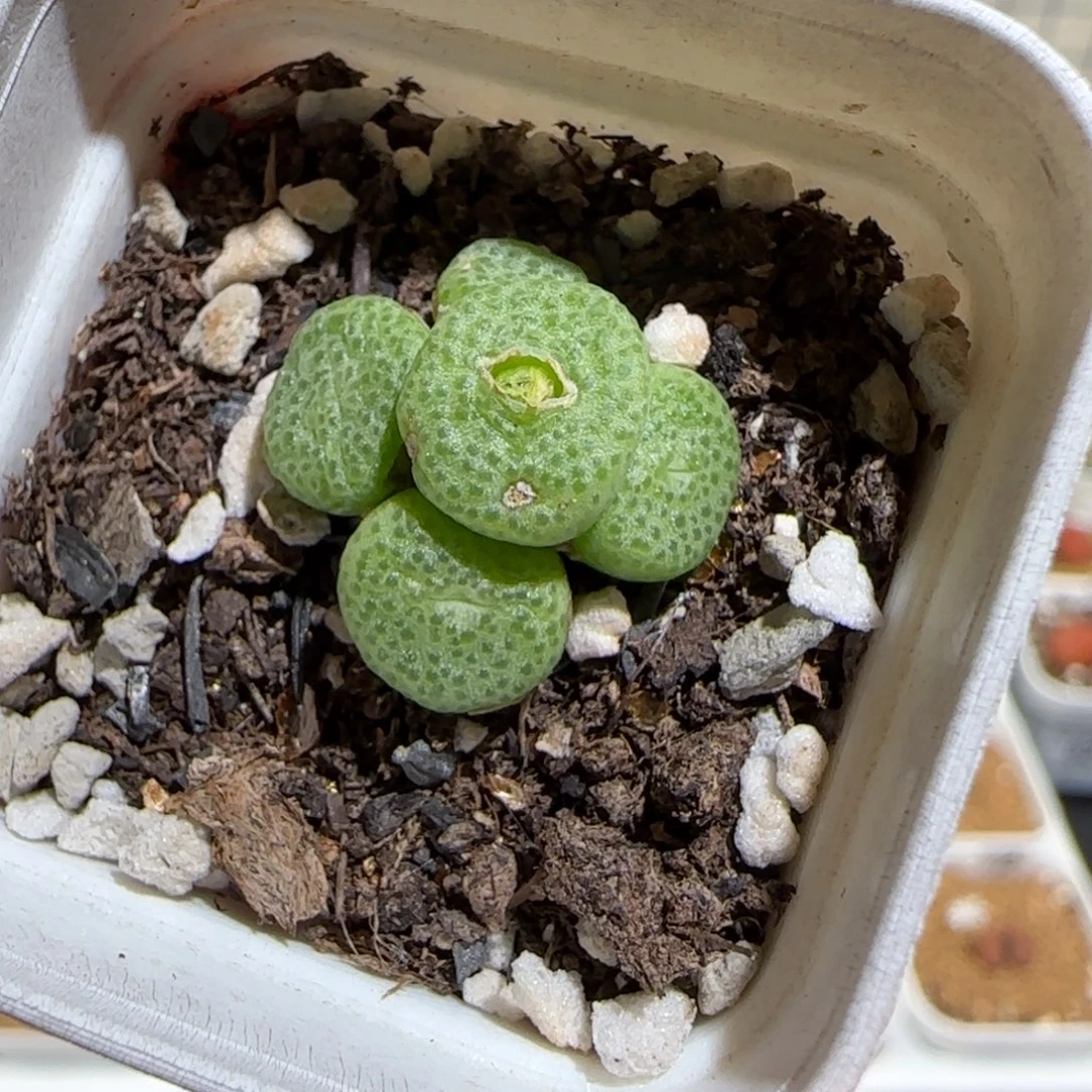 肉锥多肉植物组合-青团有疤1012
