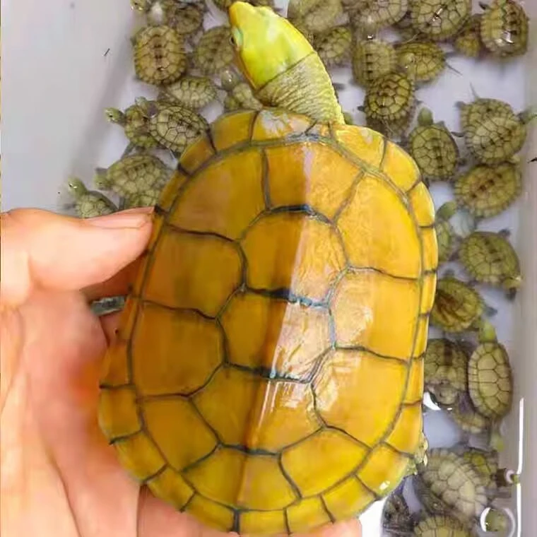 福袋随机精品小青一只