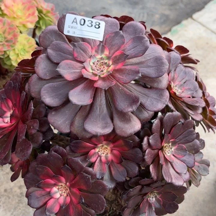 038烟花30厘米左右