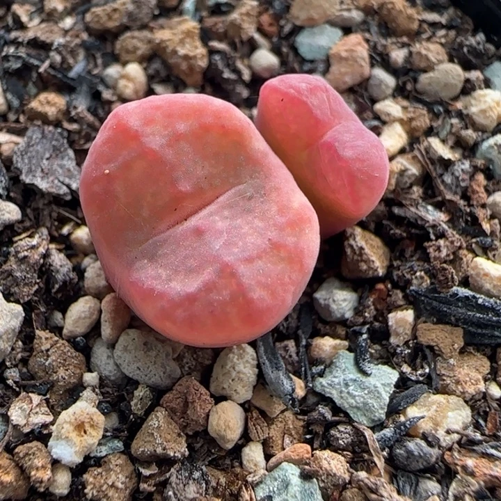 多肉植物超级杂交72号