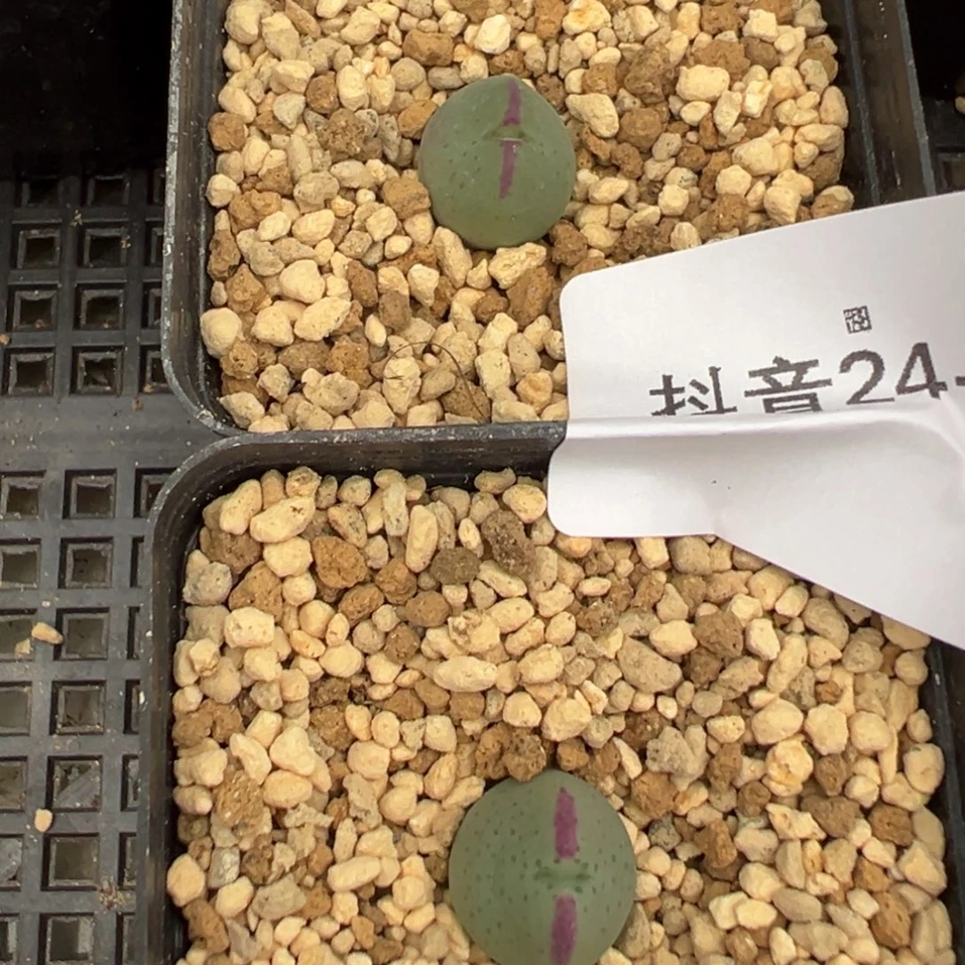 ****儿24-69白花皮卡丘多肉植物