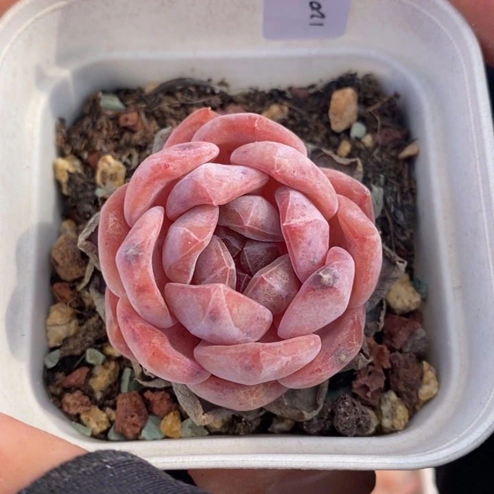 1202-553'粉魄多肉