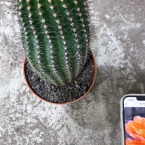 香橙多，高8公分左右