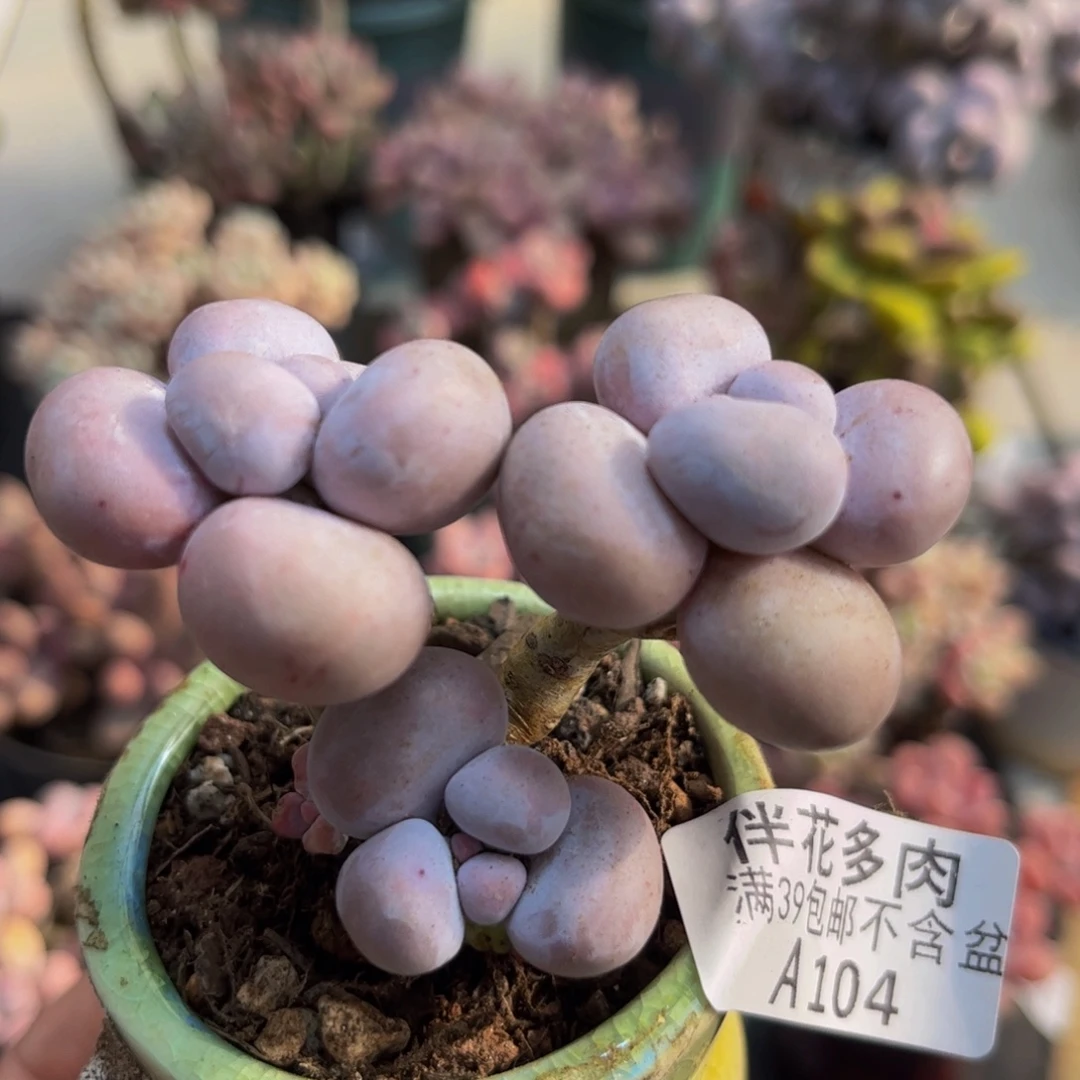 104橙奶6cm多肉植物