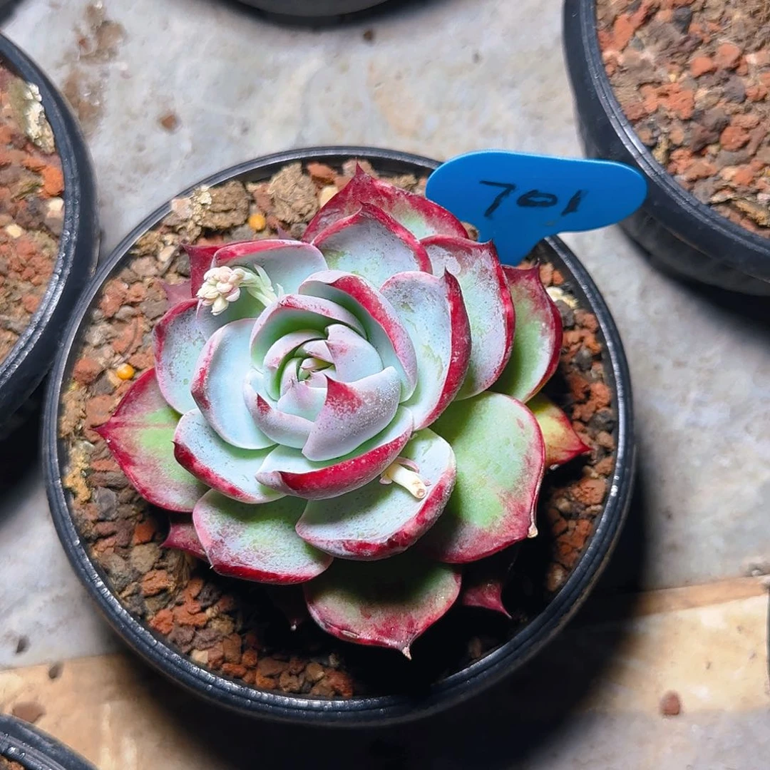 惊鸿仙子一物一拍701号