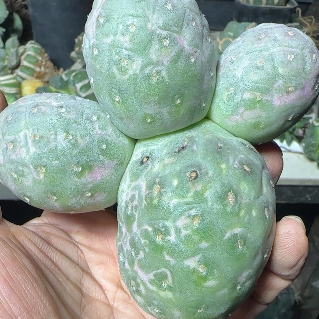 无花朵四头落地鹅蛋无刺