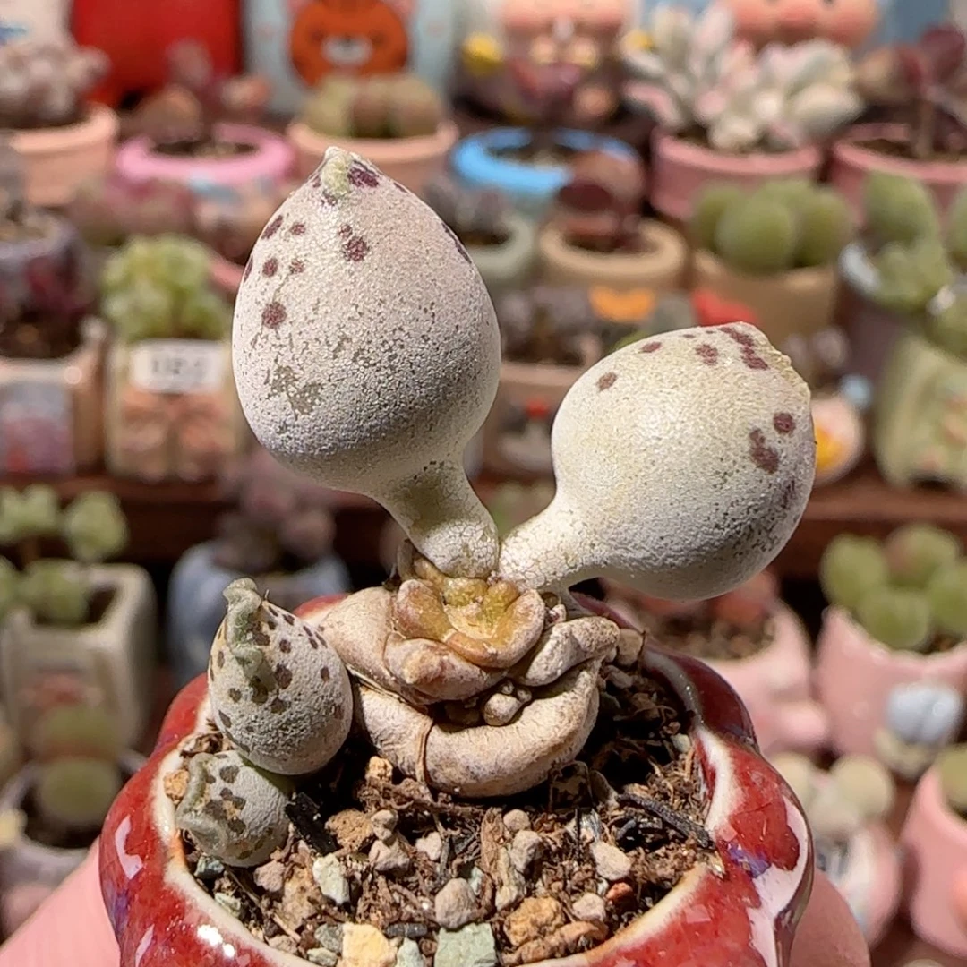 T粉海豹带侧芽盆口2.5cm
