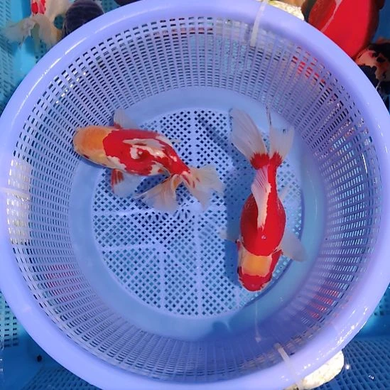 金鱼118红白巨人百褶泰狮两条特价顺丰包邮