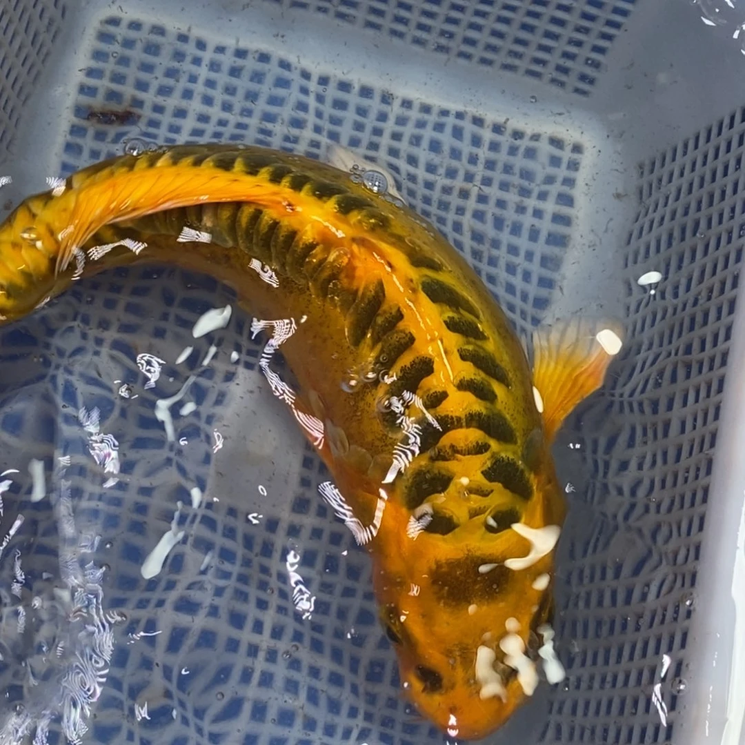锦鲤冷水锦鲤包邮