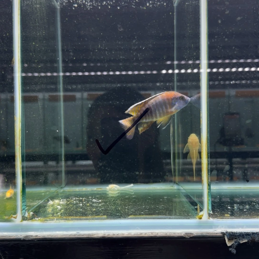 喂***水慈鲷红博头1304。