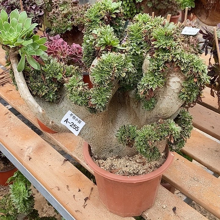 255 原始绿缀带瑕疵宽35 公分