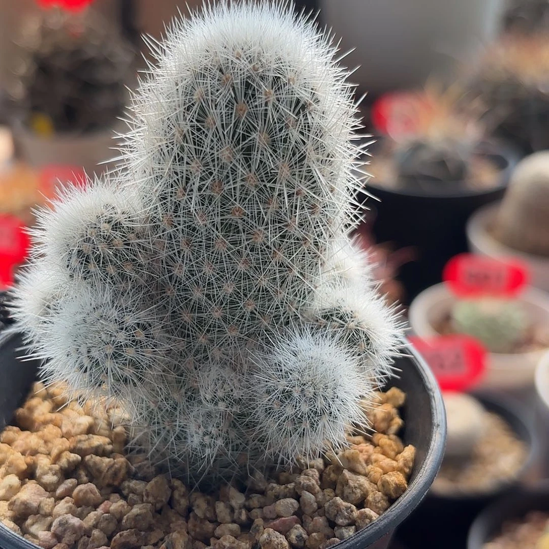 仙人球实生雪茅刺