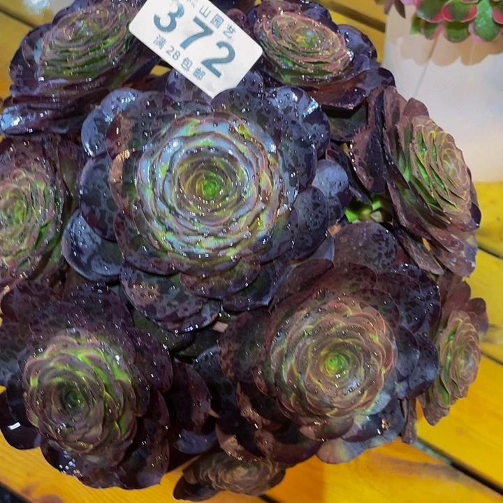 杨*青372号多肉植物魅金