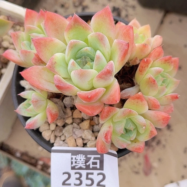 不知名2352多肉植物