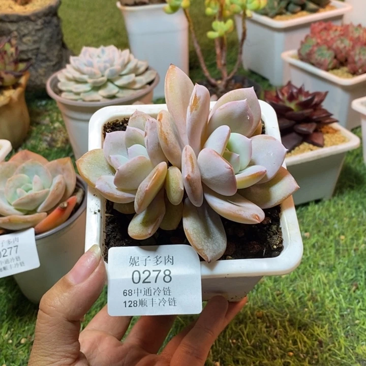 0278不满68请拍冷链