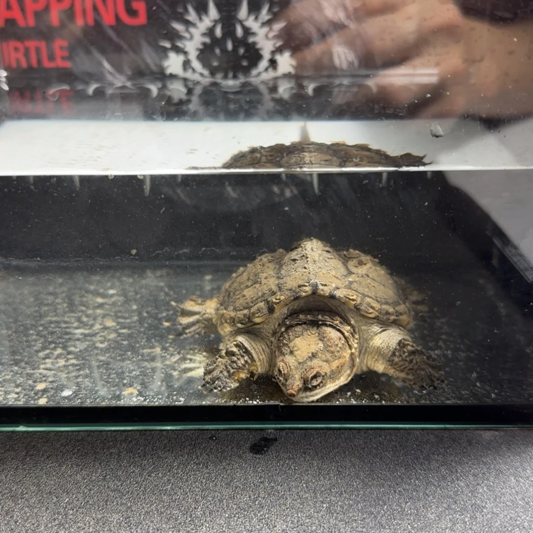 中华草龟母家养宠物龟龟粮好养不贵互动好