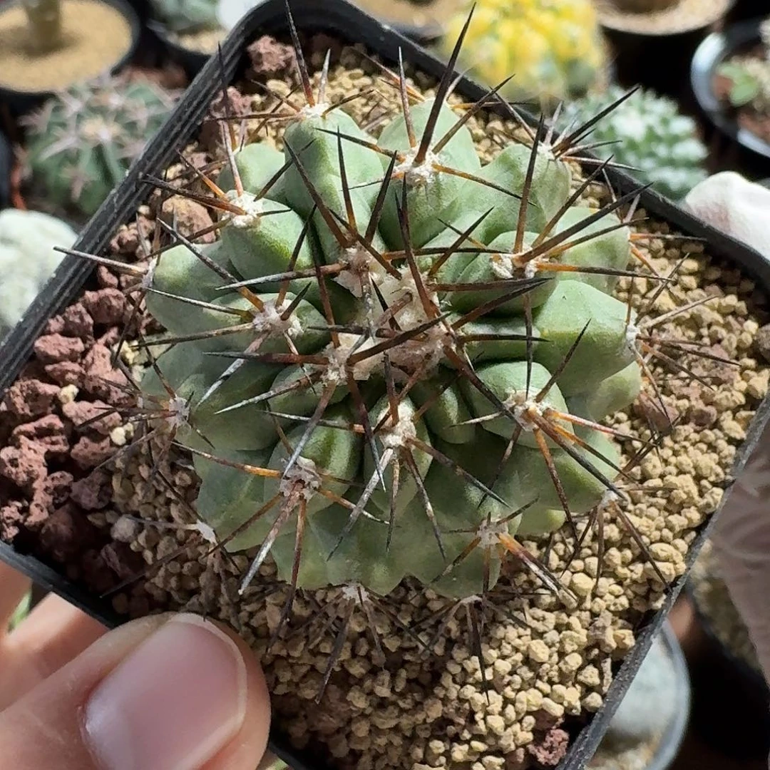 妖鬼玉仙人球1234