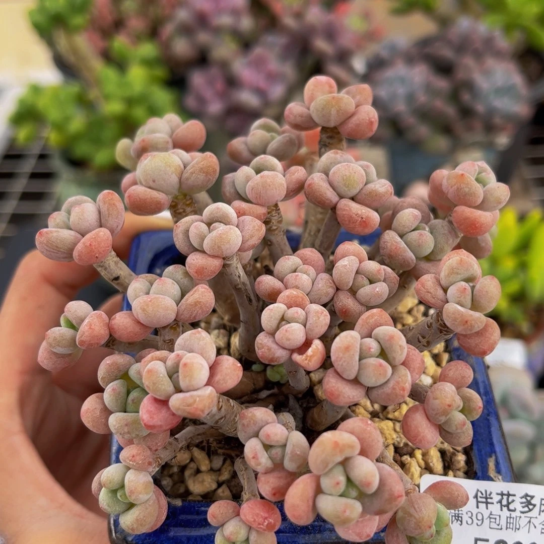 390-老桩鱼子酱多肉10cm