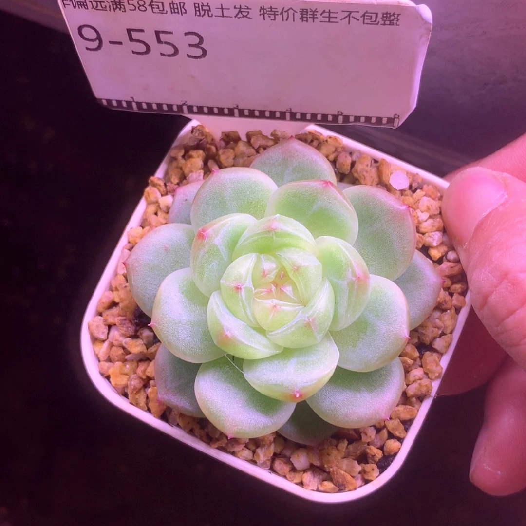 编号珍妮精品多肉58包邮