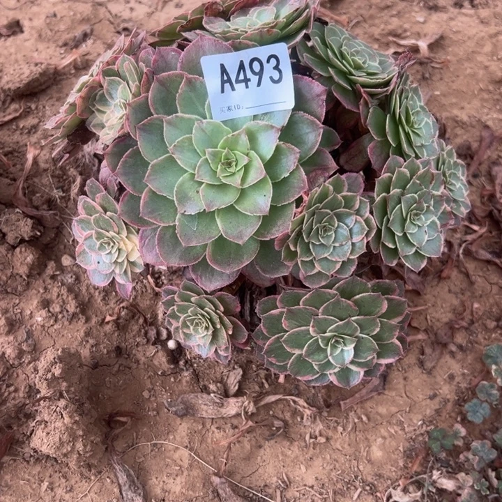 莲花座多肉植物493.