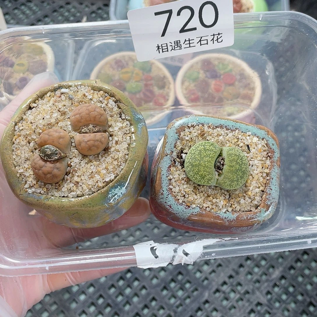 c****啦相遇生石花专拍720