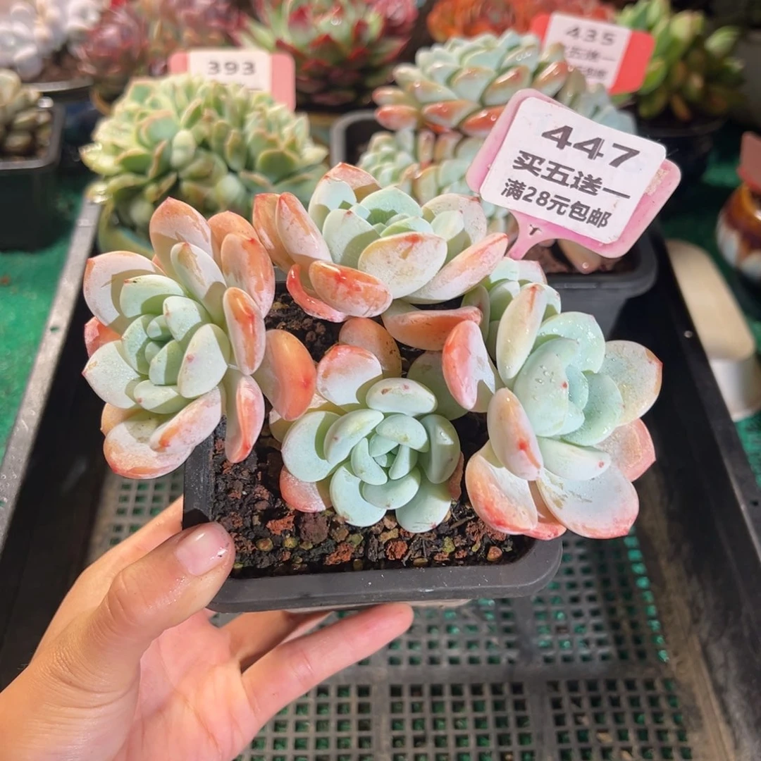 表妹精品多肉植物447.